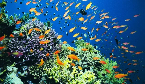 Marine reserves unlikely to restore marine ecosystems