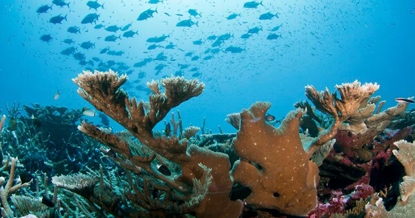 Marine Reserves are Unlikely to Help Marine Ecosystems Recover