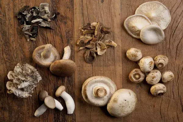 Mushrooms magnify memory by boosting nerve growth