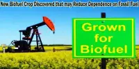 New Biofuel Crop Discovered that may Reduce Dependence on Fossil Fuel