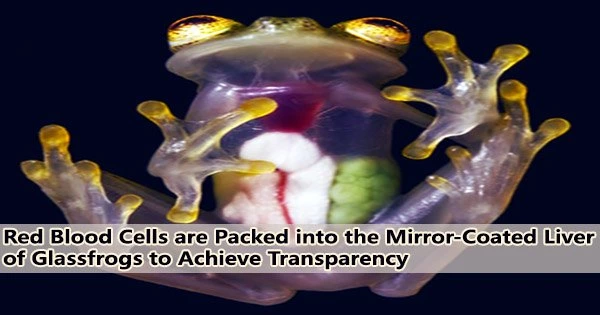 Red Blood Cells are Packed into the Mirror-Coated Liver of Glassfrogs to Achieve Transparency