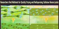 Researchers Find Methods for Quickly Drying and Redispersing Cellulose Nanocrystals