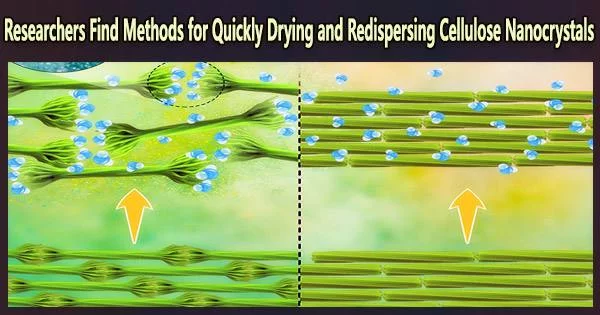 Researchers Find Methods for Quickly Drying and Redispersing Cellulose Nanocrystals