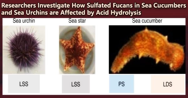 Researchers Investigate How Sulfated Fucans in Sea Cucumbers and Sea Urchins are Affected by Acid Hydrolysis