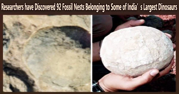 Researchers have Discovered 92 Fossil Nests Belonging to Some of India’s Largest Dinosaurs