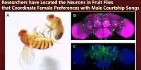 Researchers have Located the Neurons in Fruit Flies that Coordinate Female Preferences with Male Courtship Songs