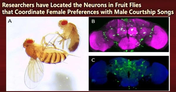 Researchers have Located the Neurons in Fruit Flies that Coordinate Female Preferences with Male Courtship Songs