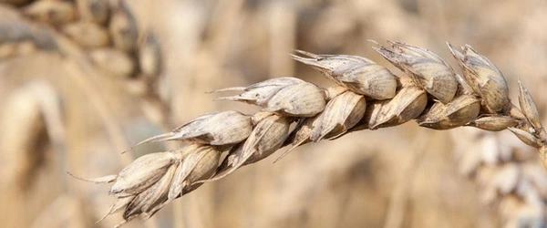 Since-the-Neolithic-Revolution-Wheat-Spikes-have-Evolved-1