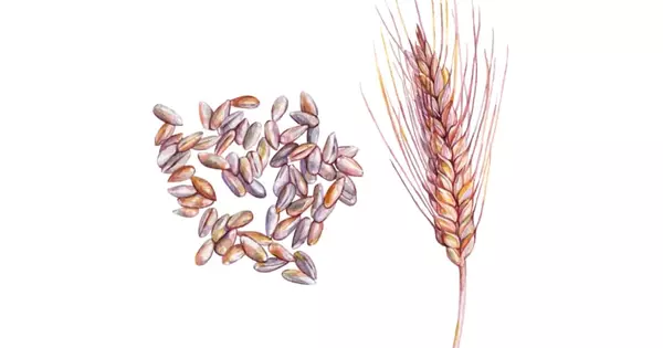 Since the Neolithic Revolution, Wheat Spikes have Evolved