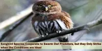 Songbird Species Cooperate to Swarm Owl Predators, but they Only Strike when the Conditions are Ideal