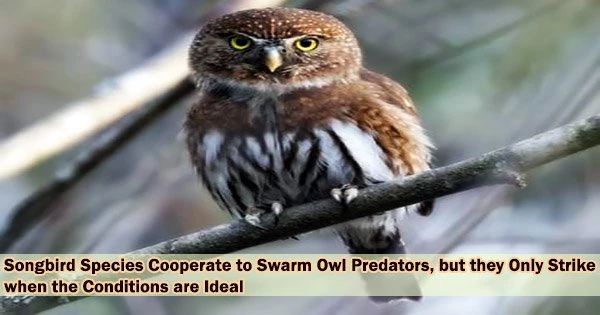 Songbird Species Cooperate to Swarm Owl Predators, but they Only Strike when the Conditions are Ideal
