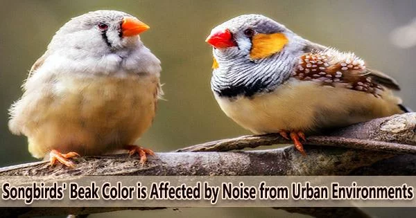 Songbirds’ Beak Color is Affected by Noise from Urban Environments