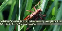 Study Identifies the Best Period to Use Environmentally Friendly Biopesticides to Combat the Oriental Migratory Locust Pest