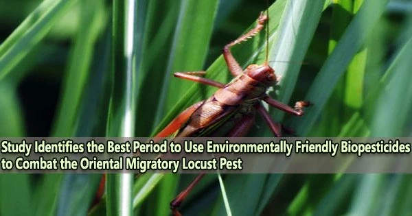 Study Identifies the Best Period to Use Environmentally Friendly Biopesticides to Combat the Oriental Migratory Locust Pest