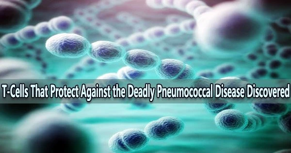 T-Cells That Protect Against the Deadly Pneumococcal Disease Discovered