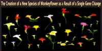 The Creation of a New Species of Monkeyflower as a Result of a Single Gene Change