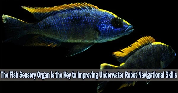 The Fish Sensory Organ is the Key to Improving Underwater Robot Navigational Skills