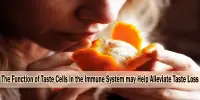 The Function of Taste Cells in the Immune System may Help Alleviate Taste Loss