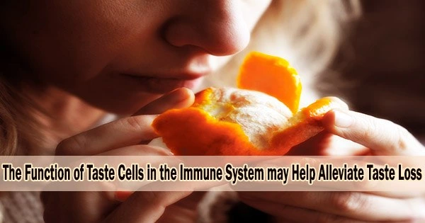The Function of Taste Cells in the Immune System may Help Alleviate Taste Loss