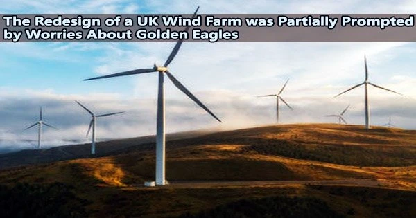 The Redesign of a UK Wind Farm was Partially Prompted by Worries About Golden Eagles