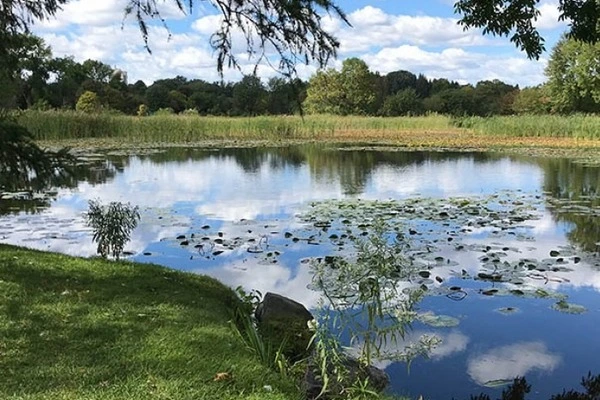 Urban ponds require attention to ensure biodiversity