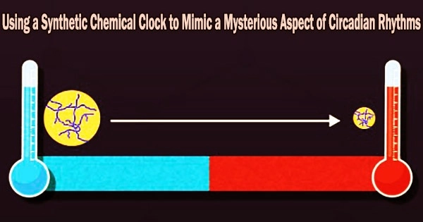 Using a Synthetic Chemical Clock to Mimic a Mysterious Aspect of Circadian Rhythms