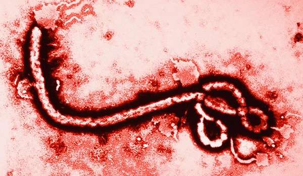 Harnessing an innate protection against Ebola