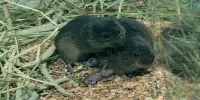 Voles Have a Lot to Teach us About Love