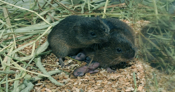 Voles Have a Lot to Teach us About Love