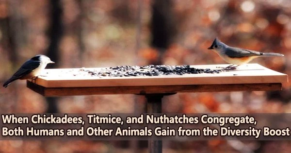 When Chickadees, Titmice, and Nuthatches Congregate, Both Humans and Other Animals Gain from the Diversity Boost