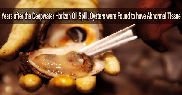 Years after the Deepwater Horizon Oil Spill, Oysters were Found to have Abnormal Tissue