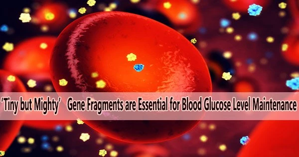 ‘Tiny but Mighty’ Gene Fragments are Essential for Blood Glucose Level Maintenance