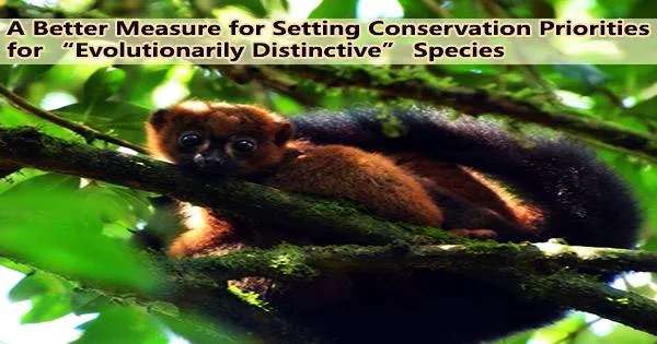 A Better Measure for Setting Conservation Priorities for “Evolutionarily Distinctive” Species
