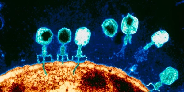 Newly discovered virus can kill resistant bacteria