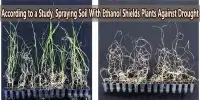 According to a Study, Spraying Soil With Ethanol Shields Plants Against Drought