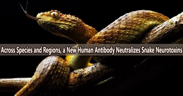 Across Species and Regions, a New Human Antibody Neutralizes Snake Neurotoxins