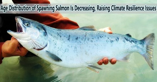 Age Distribution of Spawning Salmon Is Decreasing, Raising Climate Resilience Issues