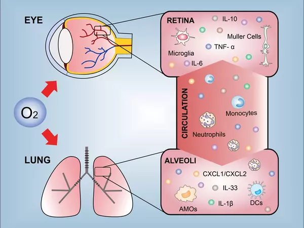 Nerve-immune cell interactions in the lungs drive the development of allergic asthma