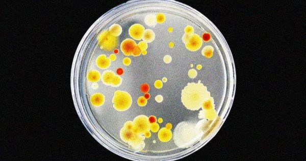 Silver nanoparticles show promise in fighting antibiotic-resistant bacteria