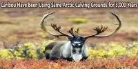The Same Arctic Calving Grounds have been Used by Caribou for Three Thousand Years