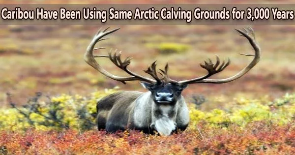 The Same Arctic Calving Grounds have been Used by Caribou for Three Thousand Years