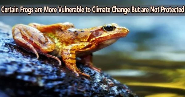 Certain Frogs are More Vulnerable to Climate Change But are Not Protected