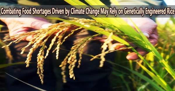 Combating Food Shortages Driven by Climate Change May Rely on Genetically Engineered Rice