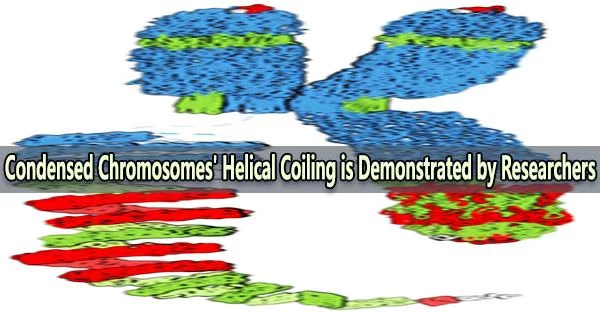 Condensed Chromosomes’ Helical Coiling is Demonstrated by Researchers