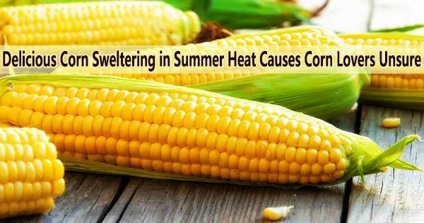 Delicious Corn Sweltering in Summer Heat Causes Corn Lovers Unsure