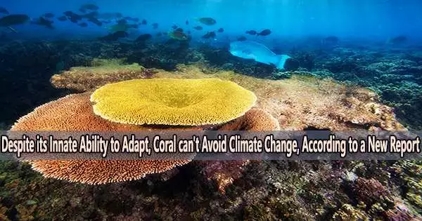 Despite its Innate Ability to Adapt, Coral can’t Avoid Climate Change, According to a New Report