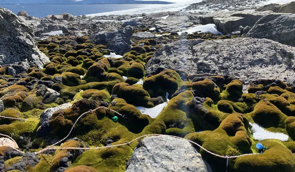 Drones detect moss beds and changes to Antarctica climate