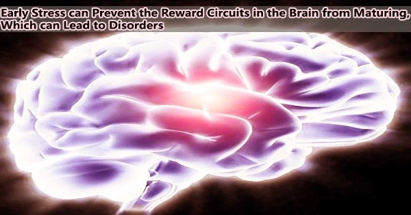 Early Stress can Prevent the Reward Circuits in the Brain from Maturing, Which can Lead to Disorders