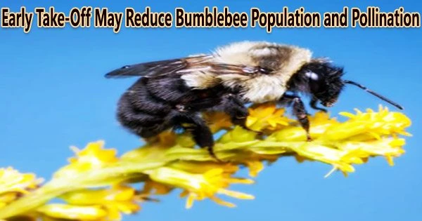 Early Take-Off May Reduce Bumblebee Population and Pollination