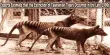 Experts Estimate that the Extinction of Tasmanian Tigers Occurred in the Late 1990s